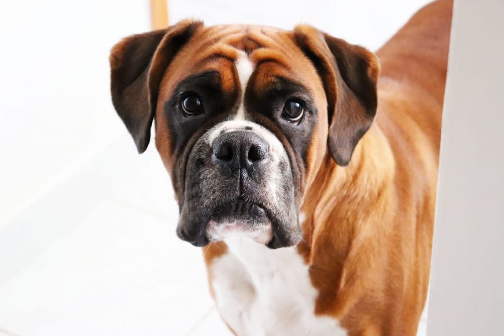 The Boxer Dog. 10 Things You (Probably) Didn't Know Doggy Denz NZ