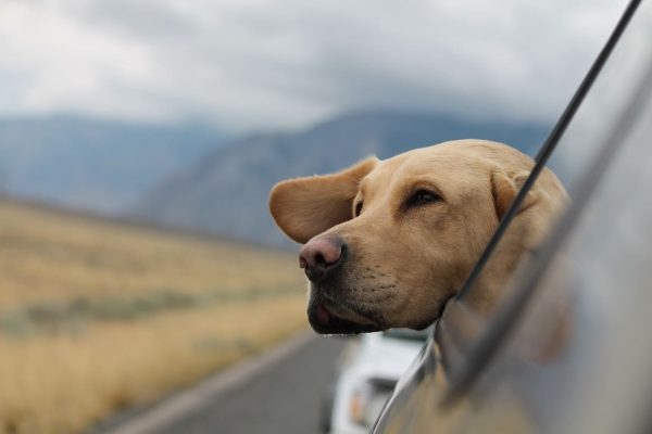 Labrador Retriever. 14 Reasons Why You Will Never Regret Owning One