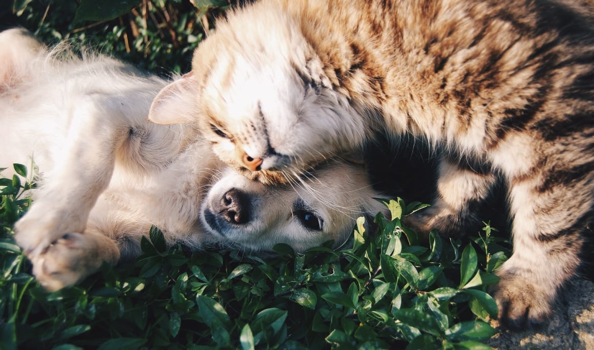 Dog and cat laying together